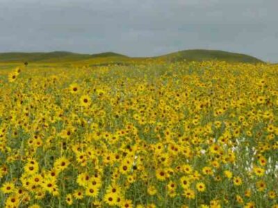 Sunflower Explosion in the Nebraska Sandhills Image